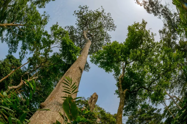 Marantaceae Wald Inneren Nationalpark Odzala Kokoua Cuvette Ouest Republik Kongo — Stockfoto