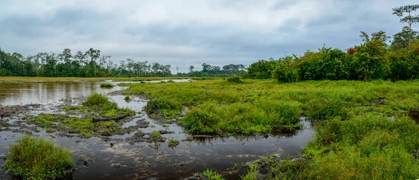 Lango Bai 'nin manzarası. Odzala-Kokoua Ulusal Parkı. Cuvette-Ouest Bölgesi. Kongo Cumhuriyeti (Kongo Brazzaville).