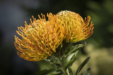 İğnelik (Leucospermum sp.) Çiçek. Hermanus, Balina Sahili, Overberg, Batı Burnu, Güney Afrika.