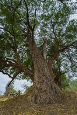 Büyük nyala, nyala üzümü, mutshato, veya Mashatu ağacı (Xanthocercis zambesiaca). Mashatu Oyun Rezervi. Kuzey Tuli oyun parkı. Botswana.