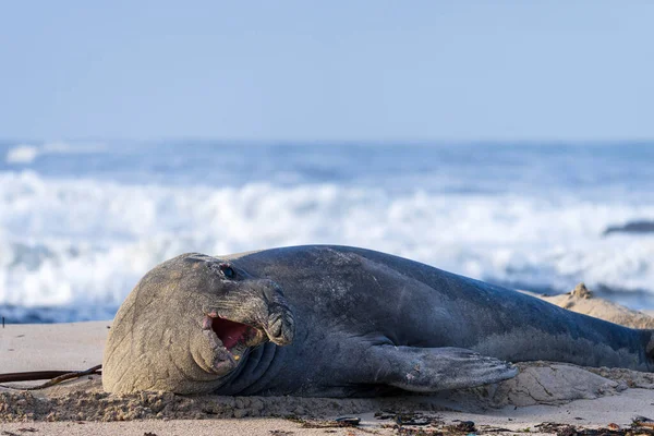 Rzadko Obserwowany Włóczęga Południowy Słoń Foka Mirounga Leonina Onrus Plaży — Zdjęcie stockowe