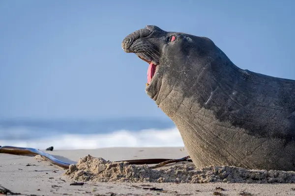 Hermanus, Balina Sahili, Overberg, Batı Burnu, Güney Afrika yakınlarındaki Onrus Sahili 'nde başıboş bir deniz fili (Mirounga leonina) nadiren görüldü..