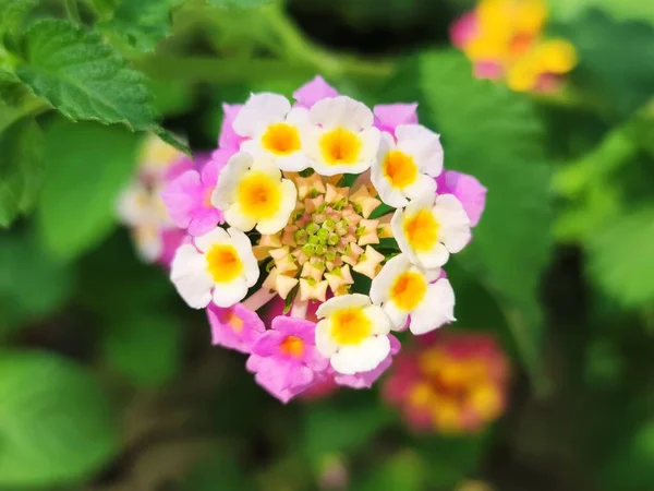 Güzel Renkli Çiçekler Doğa Arka Plan — Stok fotoğraf