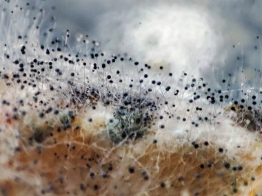 Çürüyen yaban havucu üzerinde Aspergillus niger