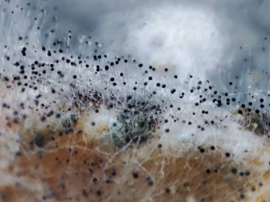 Çürüyen yaban havucu üzerinde Aspergillus niger