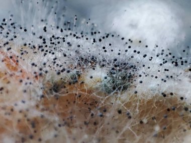 Çürüyen yaban havucu üzerinde Aspergillus niger