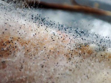 Çürüyen yaban havucu üzerinde Aspergillus niger