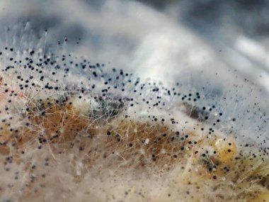 Çürüyen yaban havucu üzerinde Aspergillus niger