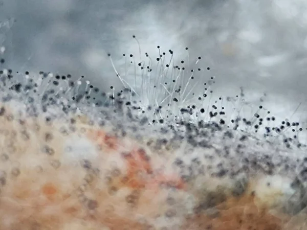 Çürüyen yaban havucu üzerinde Aspergillus niger