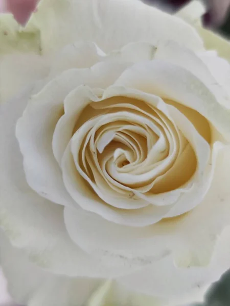 Beautiful Rose White Cream Green Petals — Stock Photo, Image