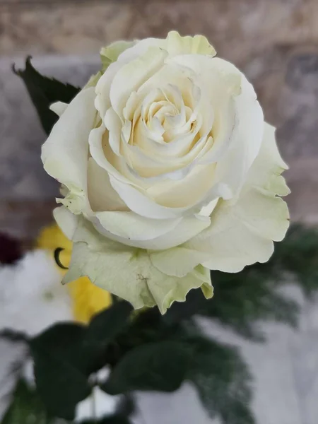 Schöne Weiße Rose Florale Fotografie — Stockfoto