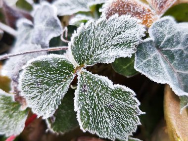 Donmuş bir bitkinin yakınında.