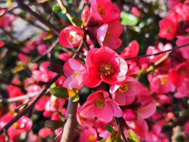 Chaenomeles japonica 'nın çiçekleri ya da Japon ayvası ya da Maule' nin ayva çiçekleri.