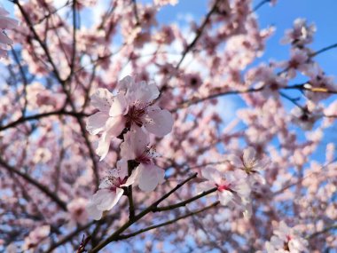 Baharda güzel pembe sakura çiçekleri