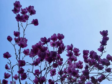 Bahçedeki güzel çiçekler