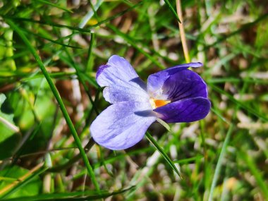 Bahçedeki güzel çiçekler
