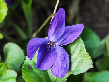 beautiful violet flower in the garden clipart
