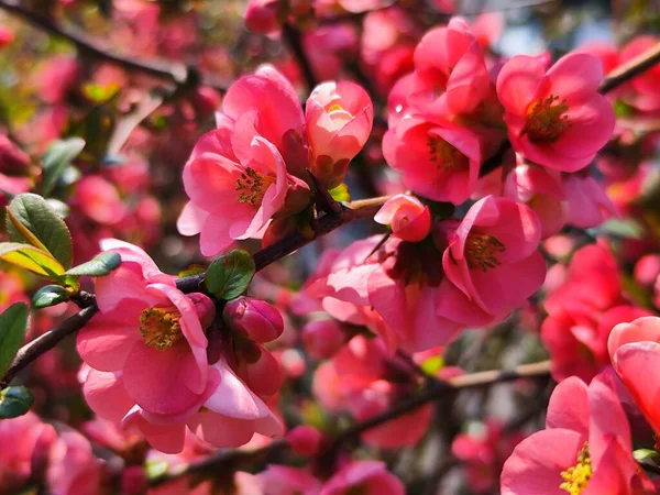 stock image The flowers of Chaenomeles japonica or the  Japanese quince or Maule's quince