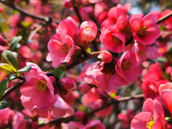 Chaenomeles japonica 'nın çiçekleri ya da Japon ayvası ya da Maule' nin ayva çiçekleri.