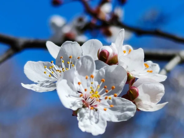 Białe Kwiaty Tle Niebieskiego Nieba — Zdjęcie stockowe