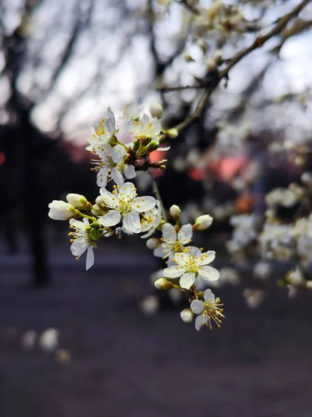 Piękne Wiosenne Kwiaty Ogrodzie — Zdjęcie stockowe