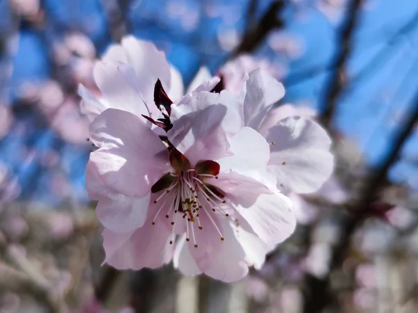Enfoque Selectivo Increíble Florecimiento Flores Rosadas Primavera — Foto de Stock