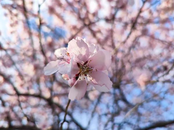 Рожеві Квіти Сакури Навесні — стокове фото