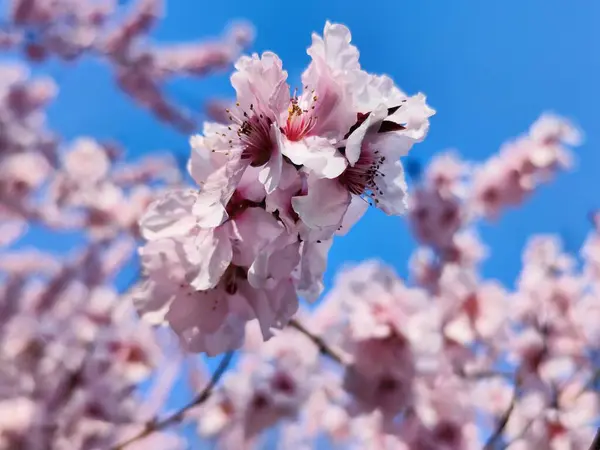 Bellissimi Fiori Rosa Sfondo Cielo Blu — Foto Stock