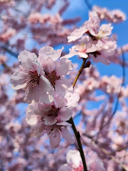 Прекрасні Весняні Квіти Саду — стокове фото