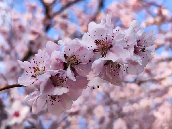 Bellissimi Fiori Sakura Rosa Primavera — Foto Stock