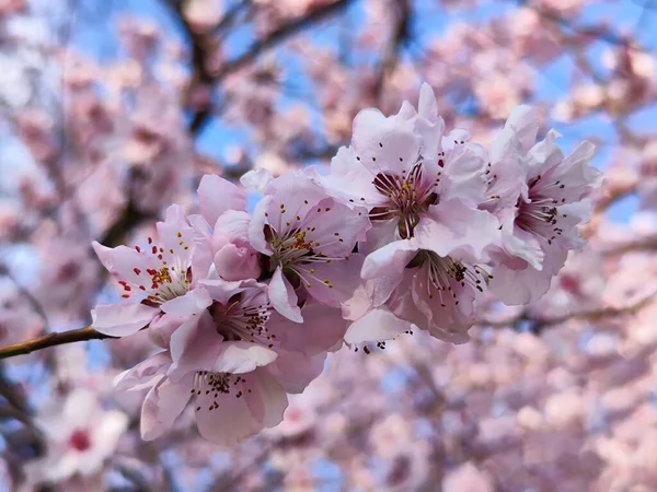 Красиві Рожеві Квіти Дереві — стокове фото