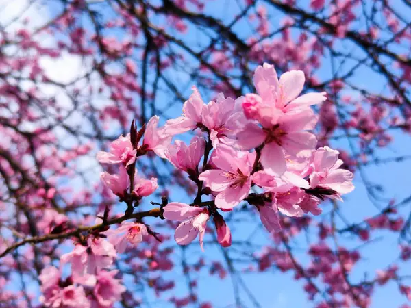 Fiori Sakura Rosa Primavera — Foto Stock