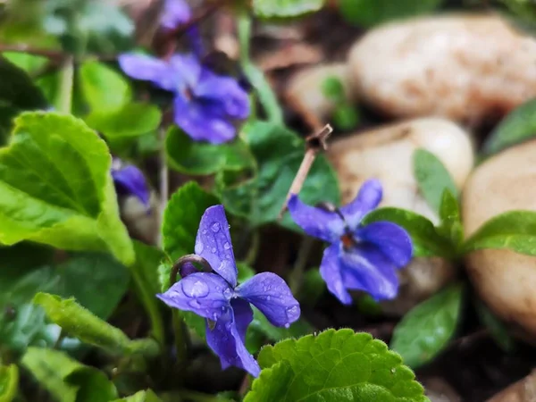 Beautiful Viola Sororia Flowers Garden — Stock Photo, Image