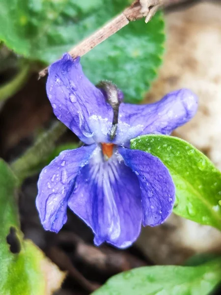 庭に美しい紫色の花 — ストック写真