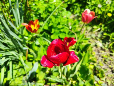 Bahçedeki güzel kırmızı laleler