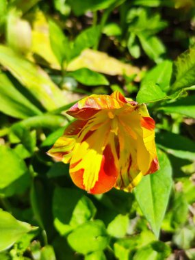 Yazın güzel turuncu ve beyaz lale çiçeği.