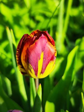 Bahçedeki güzel lale