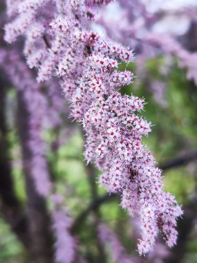 Tamarix Parviflora veya Çiçek Tamarisk