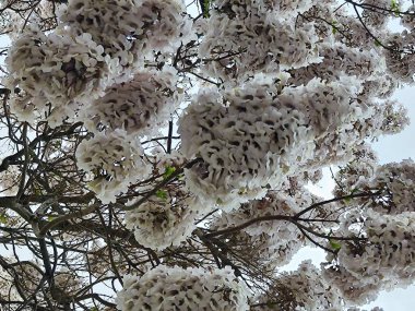 Paulownia, prensesin ağacı.