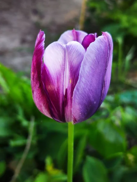 Красивые Фиолетовые Тюльпаны Саду — стоковое фото