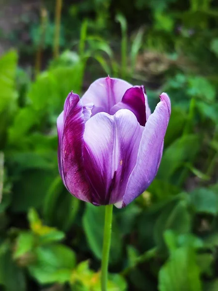 Фиолетовый Тюльпан Парке — стоковое фото