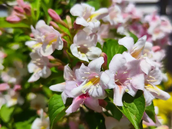 Hermosas Flores Manzano Primavera —  Fotos de Stock