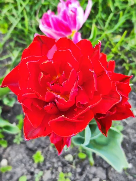 Красиві Червоні Троянди Саду — стокове фото