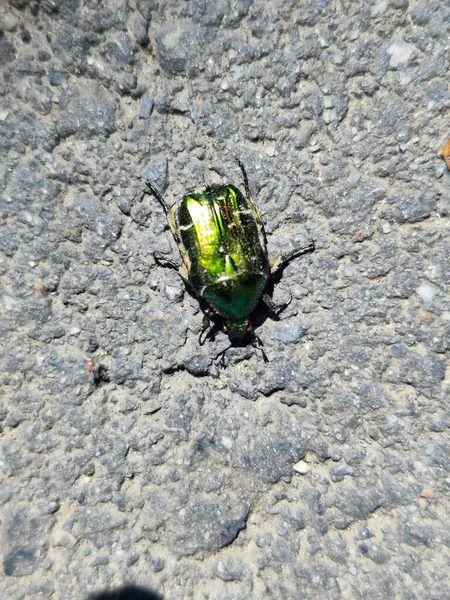 a closeup shot of a beetle on a stone