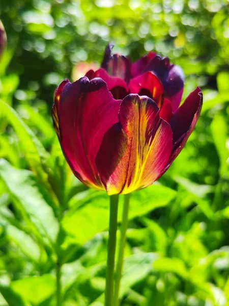 Красивые Тюльпаны Саду — стоковое фото