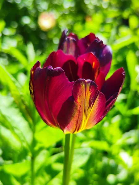 Цветок Тюльпана Красный Тюльпан — стоковое фото
