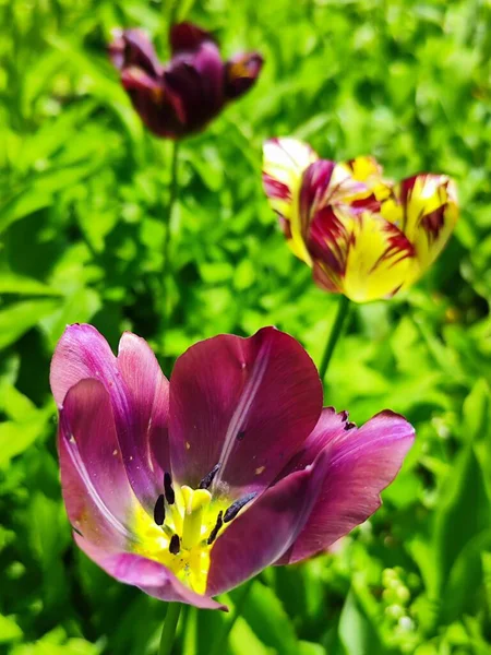 stock image beautiful pink tulips in the garden