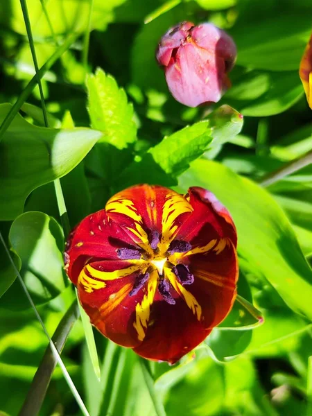 Close Belas Flores Tulipa Crescendo Jardim — Fotografia de Stock