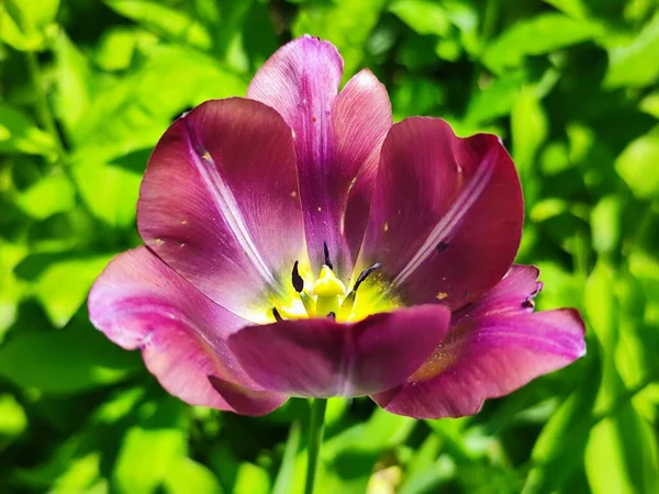 Розовый Тюльпан Флора Природа — стоковое фото