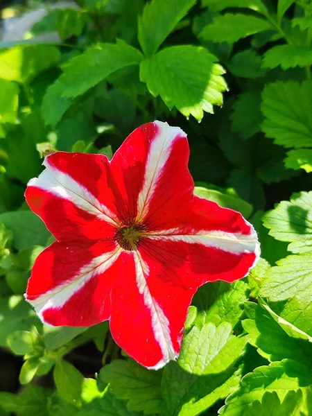 Flor Hibisco Vermelho Jardim — Fotografia de Stock